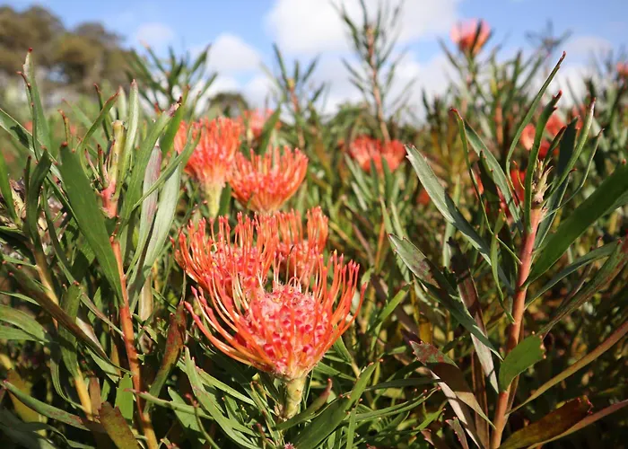 Banana Eco Camp Angra do Heroísmo